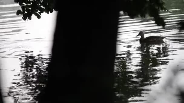 Patos nadando en pantano — Vídeos de Stock