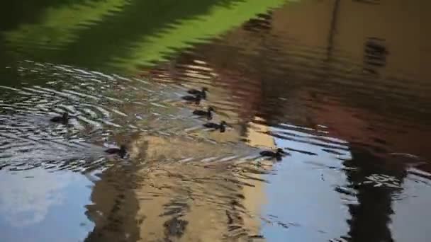 Patos nadando en el estanque — Vídeos de Stock