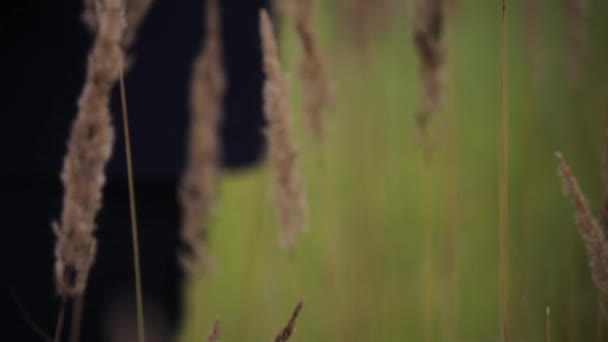 Mano masculina que toca los picos de hierba del campo — Vídeos de Stock