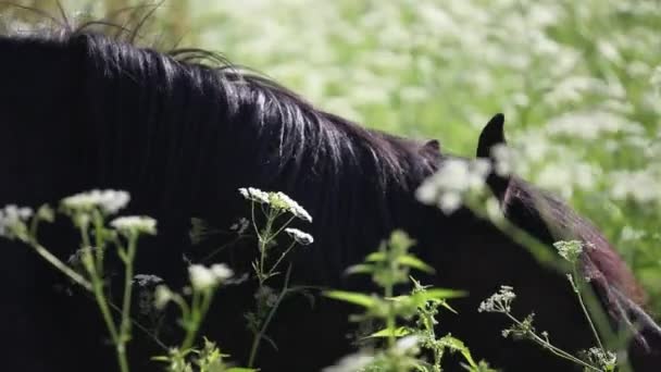 Horse in sunny grass — Stock Video