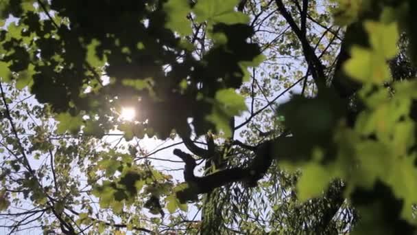 O sol brilha através das árvores — Vídeo de Stock