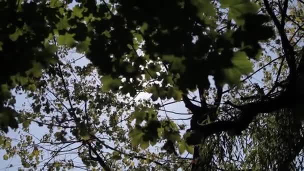 Solen skiner genom träden — Stockvideo