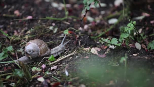 자연에 크롤 링 하는 달팽이 — 비디오
