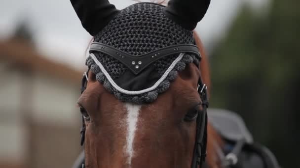 一匹马的头的慢动作镜头 — 图库视频影像