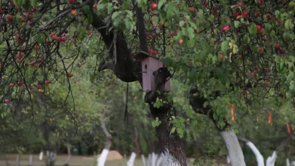 Manzano con manzanas rojas y caja de anidación — Vídeos de Stock