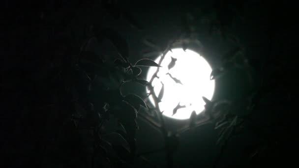 Supermoon duży jasny księżyc przez liście. Prawdziwe. 500mm. — Wideo stockowe