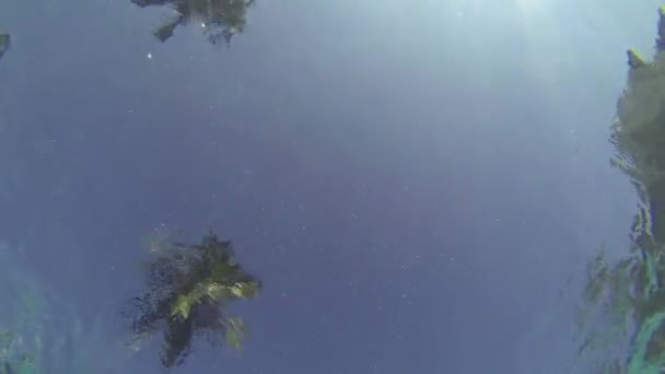 Žena, plavání. Záběr z pod vodou. Palm pozadí. — Stock video