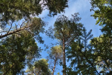 Uzun ağaçlar ve mavi gökyüzü olan sık bir ormana bakıyorum. Güneş ışığı gölgelik boyunca akar, barışçıl ve doğal bir atmosfer yaratır..