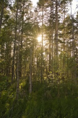 Sunbeams fall through tall trees onto the mossy forest floor dotted with ferns. Dense greenery and the play of light create a peaceful, natural atmosphere.