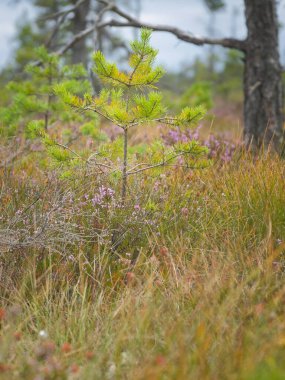 Kırlık bir arazide çimenler ve genç çam ağaçları arasında mor tonlarda açan fundalık, narin renk efektli sakin, doğal bir sahne.