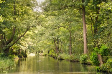 Yazın Spreewald ormanındaki yoğun yeşil bir ormanın içinden huzurlu bir nehir akar. Temiz su ağaçları yansıtır ve barışçıl, doğal bir atmosfer yaratır..
