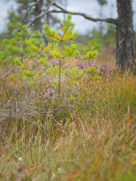 Kırlık bir arazide çimenler ve genç çam ağaçları arasında mor tonlarda açan fundalık, narin renk efektli sakin, doğal bir sahne.