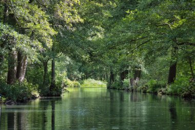 Yazın Spreewald ormanındaki yoğun yeşil bir ormanın içinden huzurlu bir nehir akar. Temiz su ağaçları yansıtır ve barışçıl, doğal bir atmosfer yaratır..