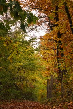 Güzelim sonbahar ormanı yolu kahverengi yapraklarla kaplıydı ve geçiş mevsiminde parlak yeşil, sarı ve turuncu yapraklı ağaçlarla kaplıydı..