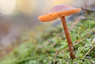 Narin bitki yapılarıyla çevrili yeşil yosunlardan büyüyen küçük bir mantara yaklaş. Yumuşak ışık ve narin renkler sakin bir atmosfer yaratır..