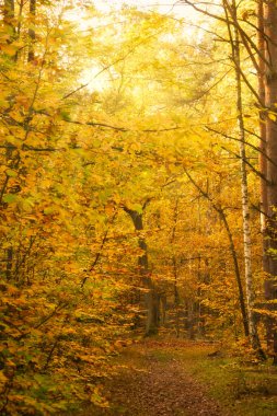 Güzelim sonbahar ormanı yolu kahverengi yapraklarla kaplıydı ve geçiş mevsiminde parlak yeşil, sarı ve turuncu yapraklı ağaçlarla kaplıydı..