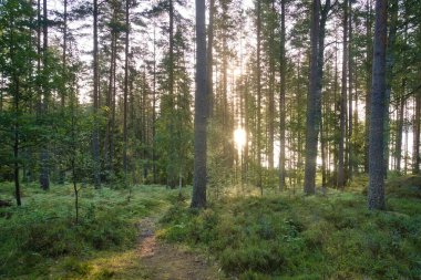 Sunbeams fall through tall trees onto the mossy forest floor dotted with ferns. Dense greenery and the play of light create a peaceful, natural atmosphere.