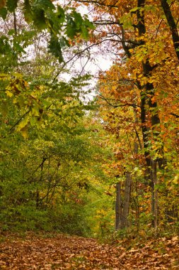 Güzelim sonbahar ormanı yolu kahverengi yapraklarla kaplıydı ve geçiş mevsiminde parlak yeşil, sarı ve turuncu yapraklı ağaçlarla kaplıydı..