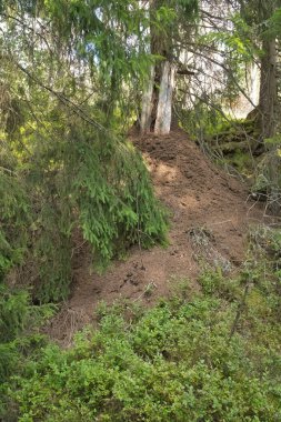 Ormandaki bir ağacın dibinde büyük bir karınca yuvası. Şırıngalarla kaplı, yeşil bir ekosisteme gömülmüş, doğanın etkileyici bir çalışması..