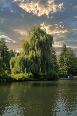 Güçlü, ağlayan bir söğüt, sakin bir nehrin kıyısında, dramatik bir gökyüzünün altında duruyor. Doğa suya yansıyor ve barışçıl bir atmosfer yaratıyor..