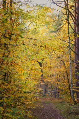 Güzelim sonbahar ormanı yolu kahverengi yapraklarla kaplıydı ve geçiş mevsiminde parlak yeşil, sarı ve turuncu yapraklı ağaçlarla kaplıydı..