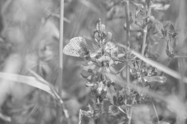 Siyah beyaz bir çayırda kır çiçeğinin üzerinde narin bir kelebek.