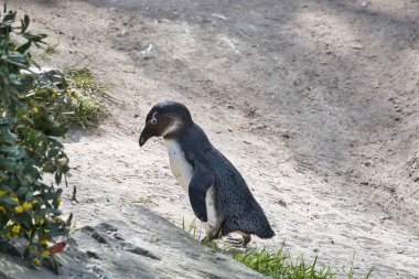 Yavru bir Afrikalı penguen kumlu sahilde bir tepeye tırmanıyor. Doğal gün ışığında otantik vahşi yaşam görüntüleri.