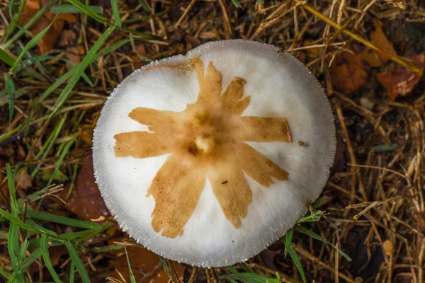 Cogumelo selvagem — Fotografia de Stock