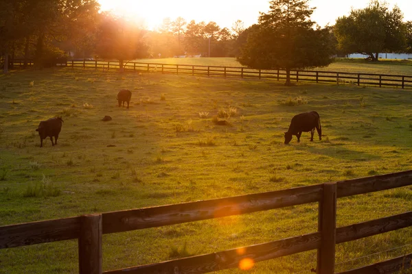 Vacas ao pôr do sol — Fotografia de Stock