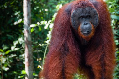 Orang Utan alpha male standing in Borneo Indonesia clipart