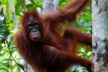 Bir ağaç olan Borneo adasında üzerinde oturan orang Utan Bayan