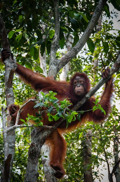 Borneo Endonezya bir ağaçta oturuyor orang Utan — Stok fotoğraf
