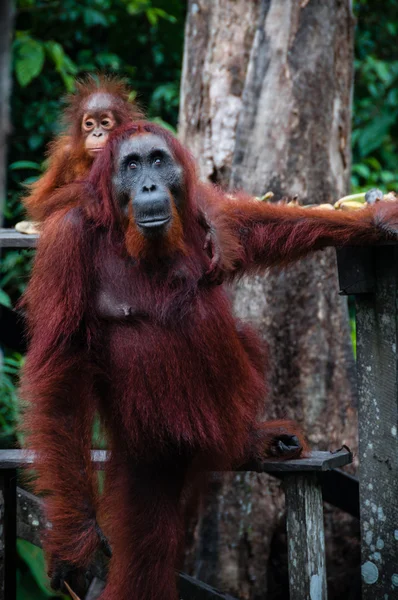 Borneo Endonezya Bebek ile Ayakta Orang Utan — Stok fotoğraf