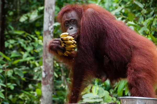 Borneo Endonezya muz yeme orang Utan — Stok fotoğraf