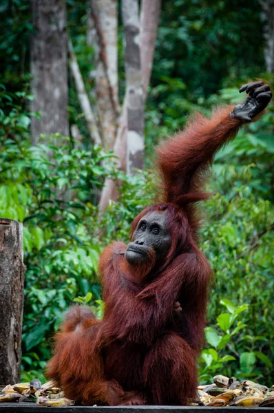 Sitzender Orang Utan mit Baby in Borneo Indonesien — Stockfoto