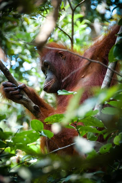 Borneo Endonezya bir ağaçta oturuyor orang Utan — Stok fotoğraf