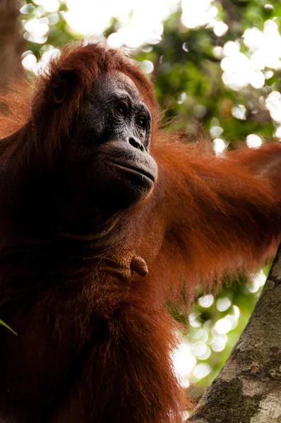 Orang-Utan-Weibchen sitzt auf einem Baum in Borneo Indonesien — Stockfoto