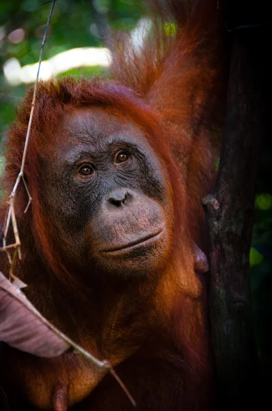 Borneo Endonezya Orang Utan kadın yüz izliyor — Stok fotoğraf