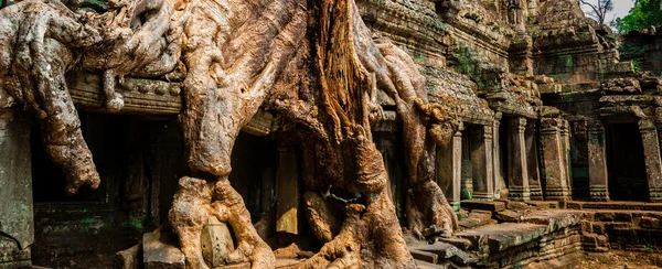 Baum sitzt auf einem Tempel bei ta prohm in angkor wat — Stockfoto