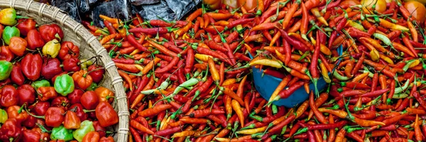 Πολλά πιπέρι τσίλι σε κόκκινο, πορτοκαλί και πράσινο — Φωτογραφία Αρχείου