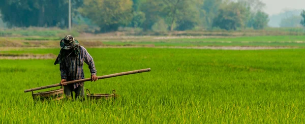 Man aan het werk in een groene rijst veld — Stockfoto