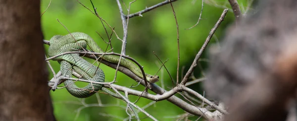 坐在树枝上的有毒绿色蛇 — 图库照片