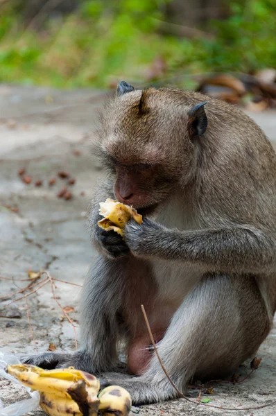 Macaco Rhesus Macaque sentado e comendo uma banana — Fotografia de Stock