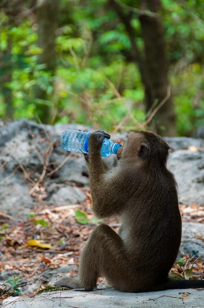 Macaco Rhesus Macaque bebendo de uma garrafa de água — Fotografia de Stock