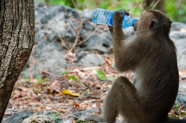 Macaco Rhesus Macaque bebendo de uma garrafa de água — Fotografia de Stock