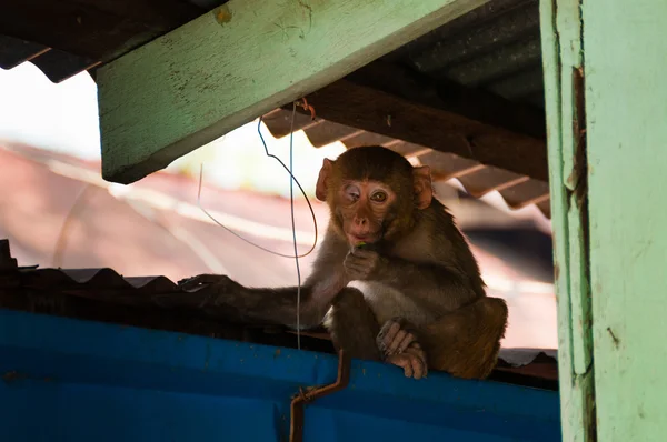 Macaco sentado com um olho — Fotografia de Stock