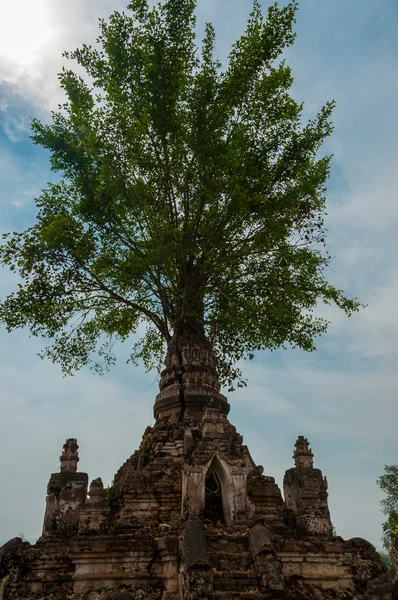 Träd växer ut templet i mini bagan — Stockfoto