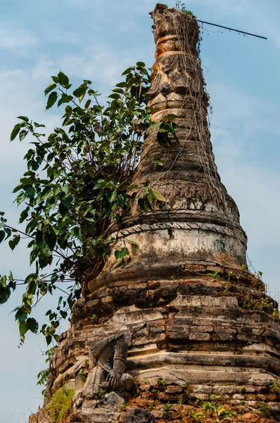 Fechar da árvore que cresce fora de um templo — Fotografia de Stock