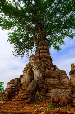 Tree on an old temple clipart