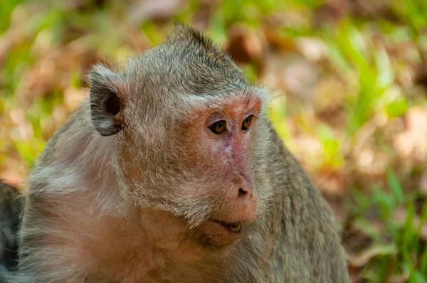 Gesicht des grauen Affenmakaken — Stockfoto